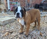 Puppy Watson Olde English Bulldogge
