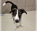 Small #2 Coonhound Mix