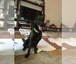 Small #1 German Shepherd Dog Mix