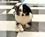 Small #4 Australian Shepherd