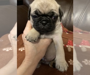 Pug Puppy for sale in SEVIERVILLE, TN, USA