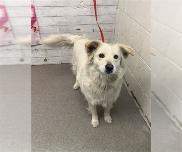 Medium Photo #1 Maltese-Unknown Mix Puppy For Sale in San Bernardino, CA, USA