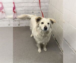 Maltese Mix Dog for Adoption in San Bernardino, California USA