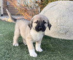 Small Photo #2 Anatolian Shepherd Puppy For Sale in TEHACHAPI, CA, USA