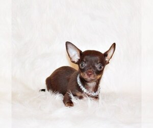 Medium Chihuahua