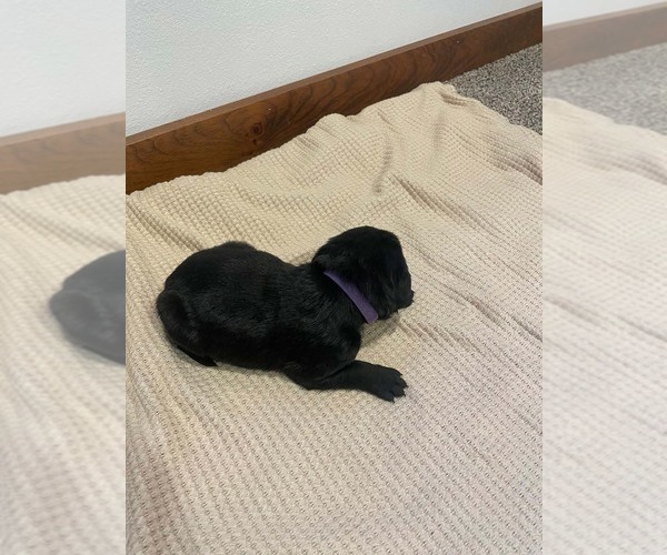 Medium Photo #8 Labrador Retriever Puppy For Sale in BARRON, WI, USA