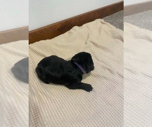 Medium Labrador Retriever