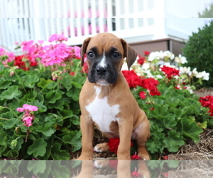 Boxer Puppy for sale in SHILOH, OH, USA