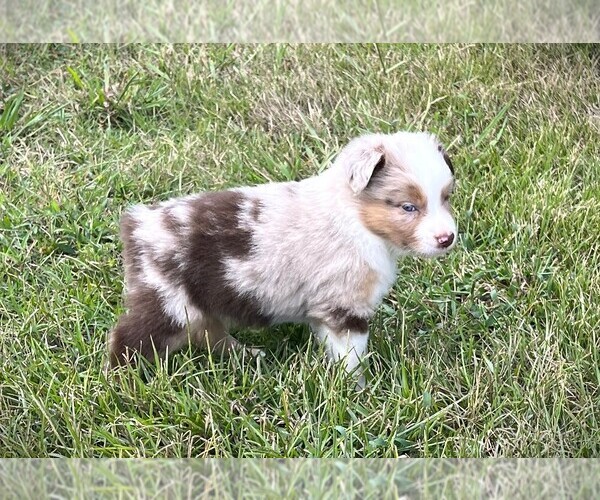 Medium Photo #11 Miniature Australian Shepherd Puppy For Sale in MONTICELLO, SC, USA
