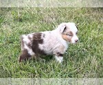 Small #10 Miniature Australian Shepherd