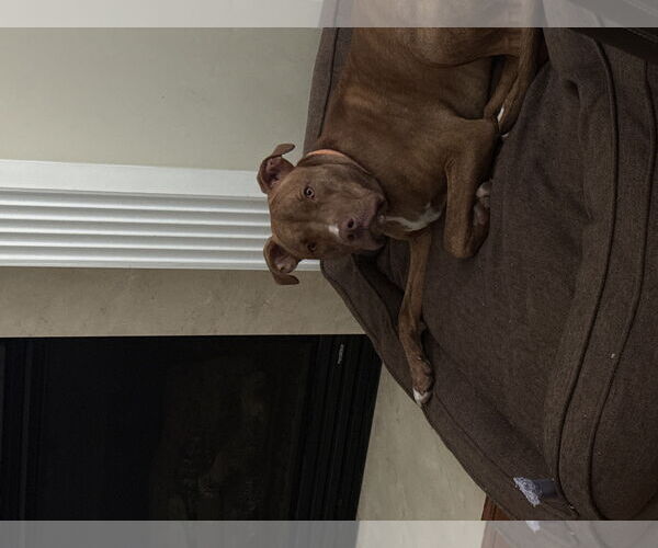 Medium Photo #6 American Staffordshire Terrier-Unknown Mix Puppy For Sale in Atlanta, GA, USA