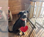 Small #1 American Staffordshire Terrier-Labrador Retriever Mix