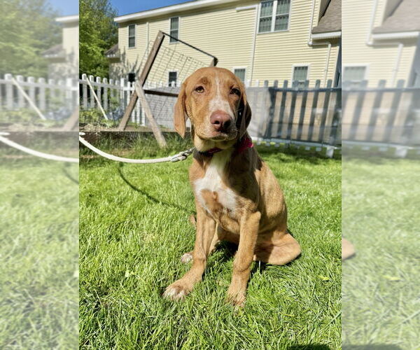 Medium Photo #8 Mutt Puppy For Sale in Boston, MA, USA