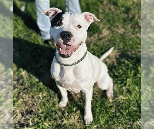 Medium Photo #3 Mutt Puppy For Sale in Modesto, CA, USA