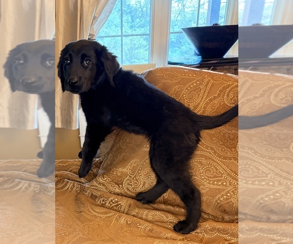 Medium Photo #19 Flat Coated Retriever Puppy For Sale in ROSE HILL, KS, USA