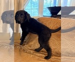 Small #18 Flat Coated Retriever
