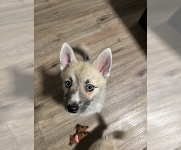 Medium Photo #69 Pomsky Puppy For Sale in LOVELAND, CO, USA