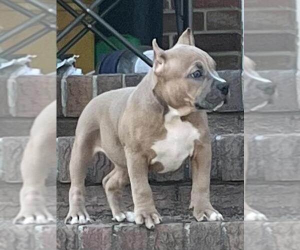 Medium Photo #1 American Bully Puppy For Sale in CHESAPEAKE, VA, USA