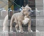 Small Photo #1 American Bully Puppy For Sale in CHESAPEAKE, VA, USA