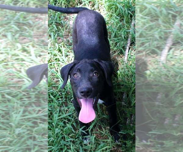 Medium Photo #2 Labrador Retriever Puppy For Sale in FRAMINGHAM, MA, USA