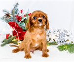 Small Photo #37 Cavalier King Charles Spaniel Puppy For Sale in WAKARUSA, IN, USA