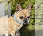 Small French Bulldog