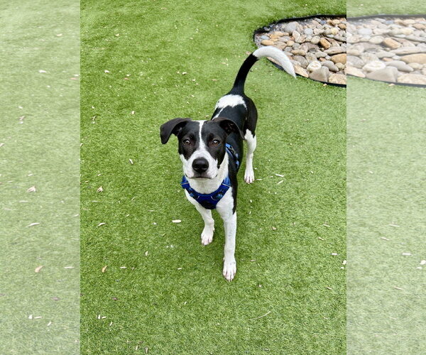Medium Photo #1 Mutt Puppy For Sale in Mount Pleasant, SC, USA