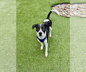 Mutt Dogs for adoption in Mount Pleasant, SC, USA