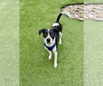 Rocky - Male Mutt Dog for Adoption - Small photo