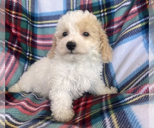 Poodle (Toy) Puppy for sale in Lexington, NC, USA