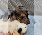 Small Photo #5 Dachshund Puppy For Sale in BLAIRSVILLE, PA, USA