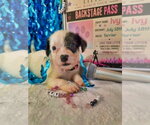 Small #2 Mutt