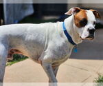 Small #25 Boxer Mix