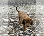 Small #3 Bloodhound-Redbone Coonhound Mix