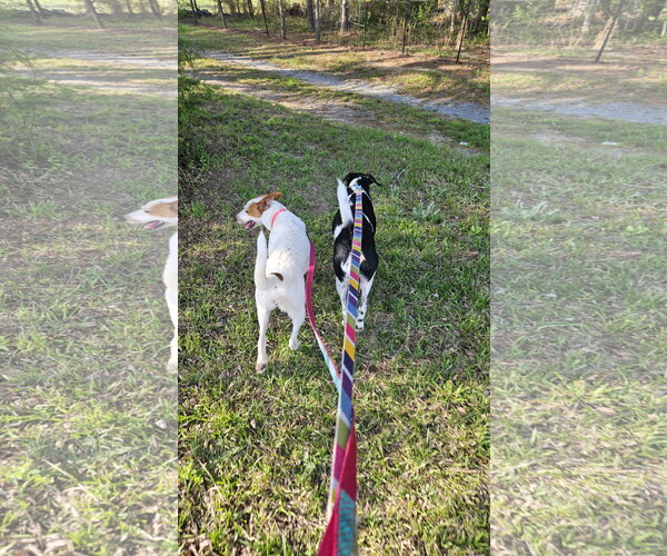 Medium Photo #4 - Mix Puppy For Sale in Thomasville, NC, USA