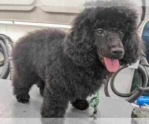 Poodle (Toy) Puppy for sale in TUCKER, GA, USA