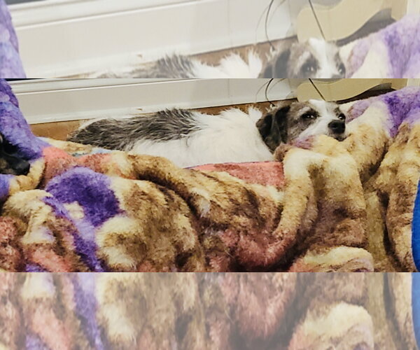 Medium Photo #5 Chihuahua-Parson Russell Terrier Mix Puppy For Sale in Princeton, MN, USA