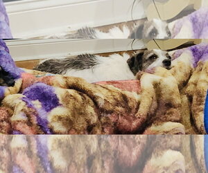 Marble - Female Chihuahua-Parson Russell Terrier Mix Dog for Adoption - Photo #5