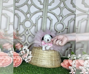 Shorkie Tzu Puppy for sale in MORRIS CHAPEL, TN, USA