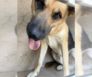 German Shepherd Dog-Unknown Mix Dogs for adoption in Oklahoma City, OK, USA