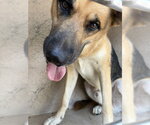Small German Shepherd Dog Mix