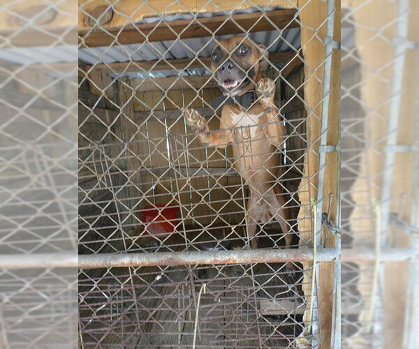 Medium Photo #1 Mutt Puppy For Sale in Fort Lauderdale, FL, USA