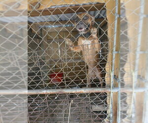 Mutt Dogs for adoption in Fort Lauderdale, FL, USA