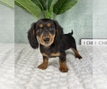 Small #1 Dachshund