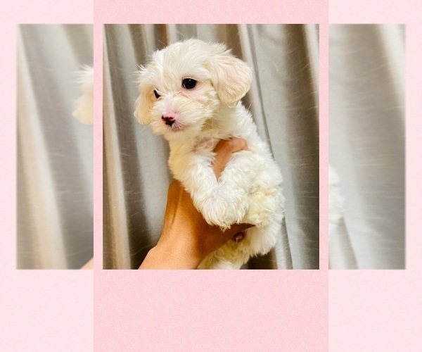 Medium Photo #2 Maltipoo-Poodle (Toy) Mix Puppy For Sale in CARROLLTON, TX, USA