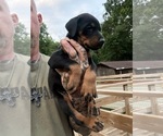 Small Photo #24 Doberman Pinscher Puppy For Sale in NEWTON, NC, USA