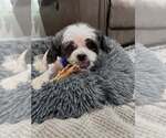Small #23 Shih Tzu Mix