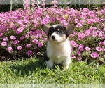 Puppy 2 Pembroke Welsh Corgi