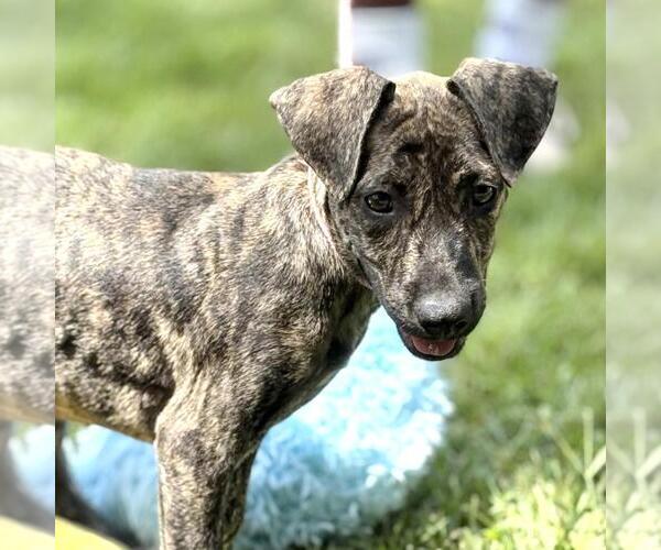 Medium Photo #3 Catahoula Leopard Dog-Unknown Mix Puppy For Sale in Yardley, PA, USA