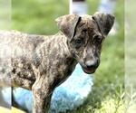 Small #2 Catahoula Leopard Dog Mix